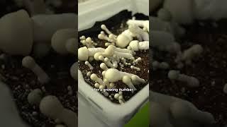 Inside a legal magic mushroom grow operation ​​ #shorts