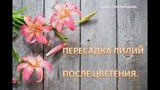 Пересадка лилий после цветения.