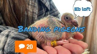 Banding pigeons 2022 update