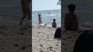 Step 46. Viareggio (Italy) 08-2024. Pretty dog. Hübsch Hund #hund #dog #beach #italy