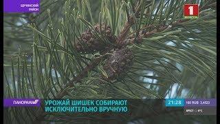 Лесхозы Беларуси приступили к заготовке шишек на семена. Панорама