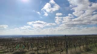 Weinberge Stiftsweingut Heiligenkreuz Wien Freigut Thallern 1141