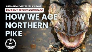 How We Age Northern Pike