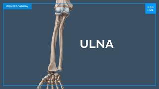 Anatomy of the ulna - Quick Anatomy | Kenhub