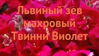 Львиный зев махровый Виолет  львиный зев Виолет обзор: как сажать семена львиного зева Виолет