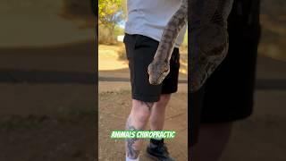 Animals Chiropractic #asmr #animals #asmrsounds #chiropractic #dogshorts #snake
