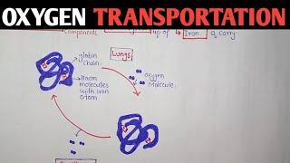 How Haemoglobin Carry Oxygen | Oxygen Transportation | Human Anatomy And Physiology