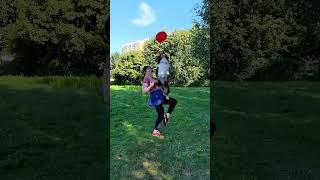 АО Барри - вольт от колена и почти вольт от спины)  #dogfrisbee #dogtraining #frisbeedog