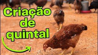 Criação de galinha no quintal pequeno, todas as Dicas! | AGROCRIACAO