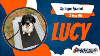 Lucy the Springer Spaniel's Transformation: Off Leash K9 Training Oklahoma Success Story!