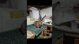 Flandr#quyonlar #rabbits #кролики #zotli #quyonlar padderjka esdan chiqmasin dóstlar 