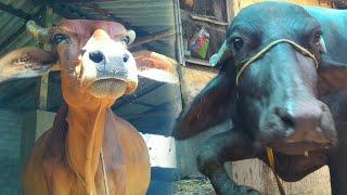 cow video | Village animal video | buffalo video #baffalo #cow #sound #animals