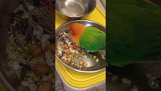 Foodie opaline lovebird mini vlog with bird #birds #lovebirds #parrot #parakeet #shortsfeed #shorts