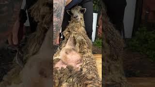 Shearing Teeswater Sheep Tangles