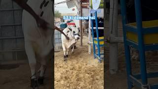 cow mandi Karachi || maweshi mandi 2025 #cowmandi #cattlefarm
