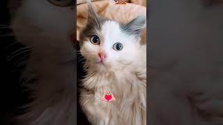 #kittens #shortvideo #cats #cute #cat #funny #baby #kadzuki