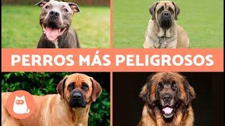 10 RAZAS de PERROS más PELIGROSOS del mundo ️ ¿Genética o Educación?