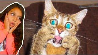 СМОТРИ САМЫЕ СМЕШНЫЕ КОТЫ и СОБАКИ! НЕ ЗАСМЕЙСЯ ЧЕЛЛЕНДЖ! Funny Cats Попробуй смеяться Валеришка