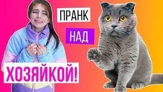 ПРАНК КОТИКА НАД ХОЗЯЙКОЙ | РАЗЫГРАЛА ХОЗЯЙКУ