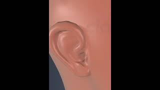 Human Ear Pinna 2