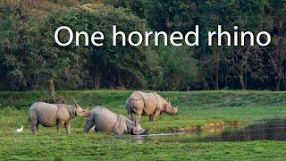 One horned rhino. Kaziranga  National Park. India