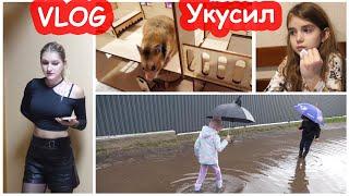 VLOG Алису укусил Хомка