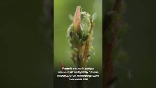 Тля боится ЭТОГО, как огня!