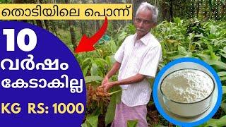 ഈ തൊടിയിലെ പൊന്നിന് 1000 രൂപ! | Koova Cultivation | Arrowroot | kuva krishi  | Koova Krishi..