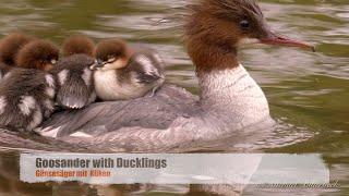 Goosander or Merganser (Mergus merganser ) with Ducklings [5]