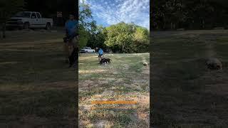 Short: Traveling with two big dogs #nomad #travel #vanlife #vlog #roadtrip #dogs #nature