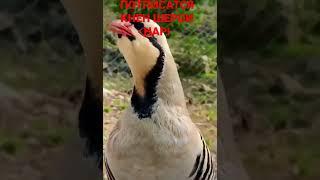 КЕКЛИК _КУРАПАТКА_КАПК _ ШЕРИ НАР
