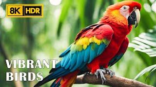 The Beauty of Birds Around The World in 8K | Stress Relief with Soft Music