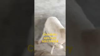 choudhary agro farm#mal #barbri #goat #song #doglover #dog #punjabisong #newsong #barbri
