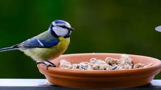 The Russian tit eats from the feeder, Russian birds  The Komissarov family