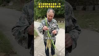 惊喜，再次发现变异水稻，穗长叶大产量高得惊人！ 只有老品种水稻才能这样不断出现新东西。#老品种 #水稻 #大米 #三农 #新农人计划2024