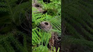 So Carefully Built…Who Lived in This Tiny Nest? 🪺 June 15, 2025