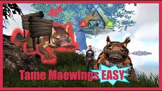 EASIEST Way to Tame Maewings Early Game in Ark Survival Evolved