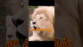 na mata vinu 