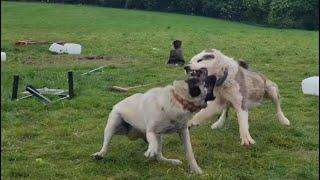 ALABAI ATTACKS KANGAL! #Alabai #Kangal