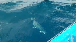 LONGLINE FISHING//NEVER SEEN THIS FISHING QUEEN FISH CATCHING AT OFFSHORE