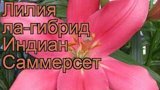 Лилия ла-гибрид Индиан Саммерсет (lilium)  обзор: как сажать, луковицы лилии Индиан Саммерсет