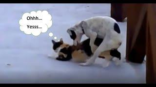 OMG! Dog Mates With Other Animals,