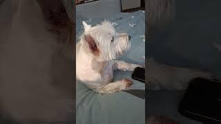 West Highland White Terrier Nica, Belarys.Ника смотрит фильм про съемки кинокомедии "Веселые ребята"