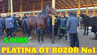 PLATINA OT BOZOR! HORSE MARKET! 5.000$ ULOG‘I BOR BOLASI BOR BIYA VA TOYLAR NARXLARI TANISHING