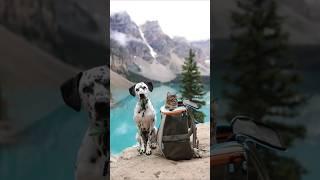 CATS AND DOGS FUNNY CUTE VIDEOS 575