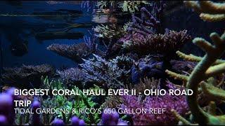 Biggest Coral Haul Ever II - Ohio Trip - Tidal Gardens and Ricos 650 Gallon Reef