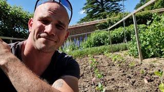 Planting Brussels sprouts With Gizzy Green Fingers