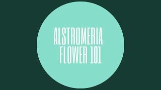 Alstromeria - Flower 101