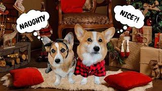 The Talking Corgi CHRISTMAS COMPILATION!