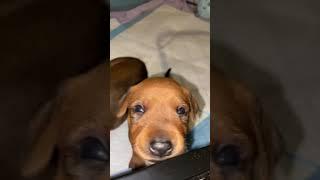 German Pinscher puppy.